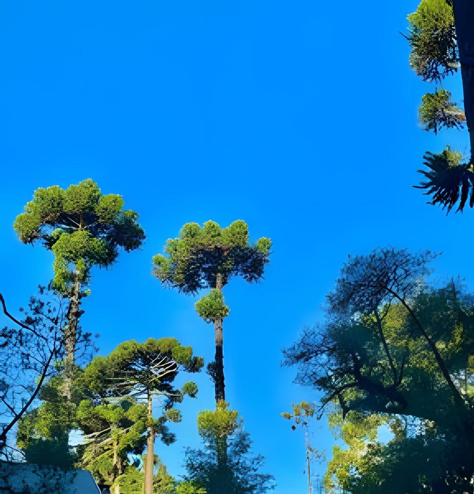 Cabana Suspensa Na Natureza - Regiao Turistica Campos do Jordão Εξωτερικό φωτογραφία